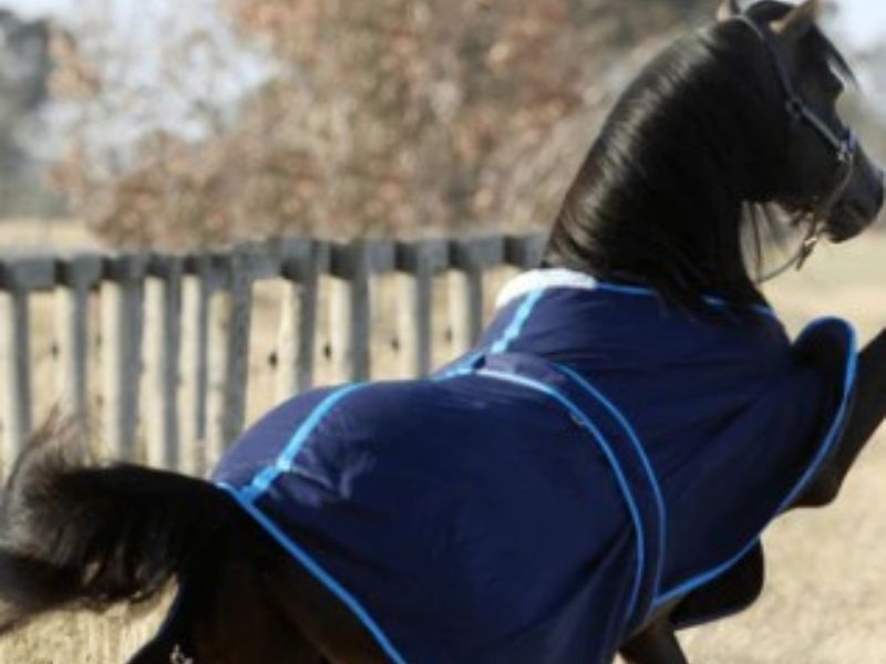 How to Measure Your Horse for a Rug