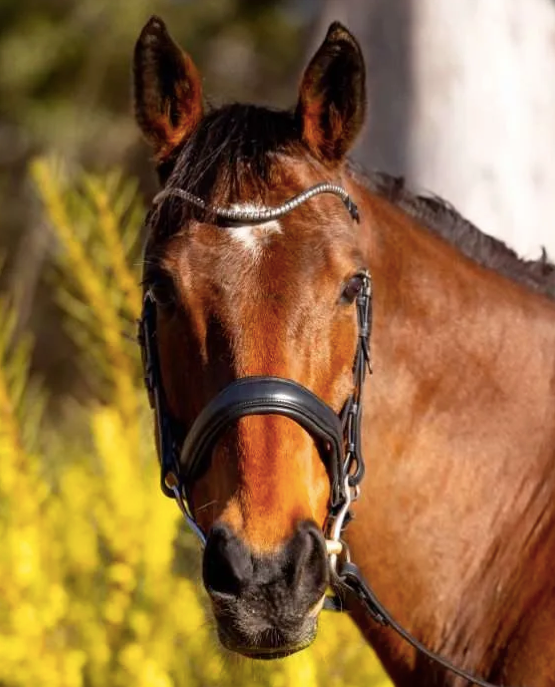 Belle Equestrian Naked Non Patent Snaffle Bridle