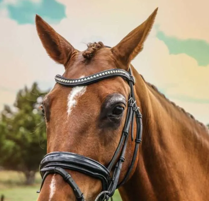 Belle Equestrian Princess Browband