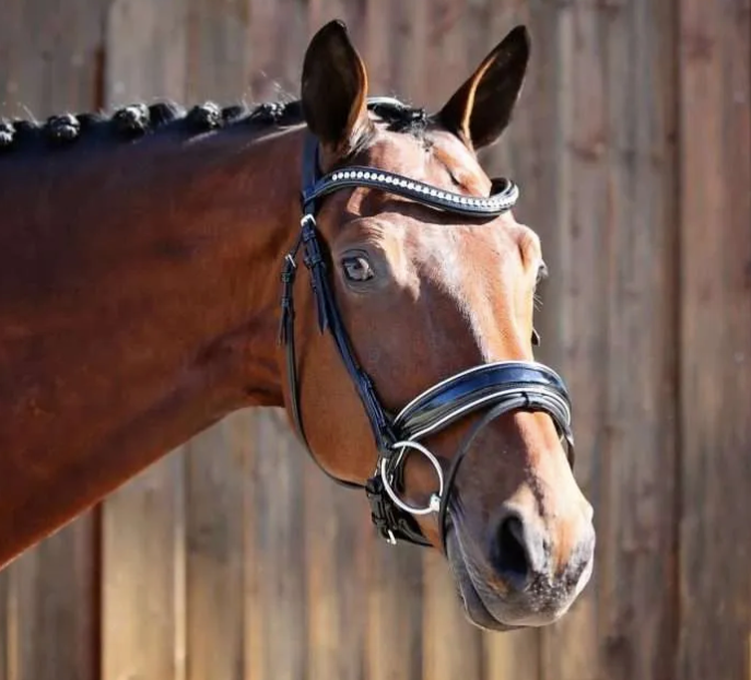 Belle Equestrian Countess Snaffle Bridle Han