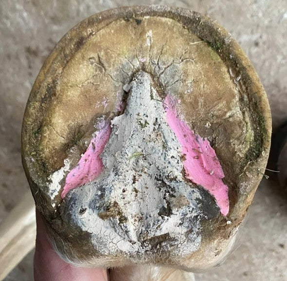 Beeswax Pink Balls - Frog & Hoof Crevice Wax