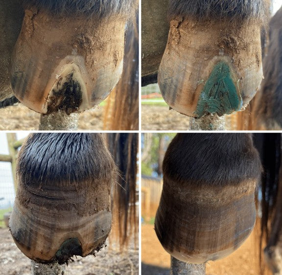 Beeswax Blue Balls - Hoof Wall Crevice Wax