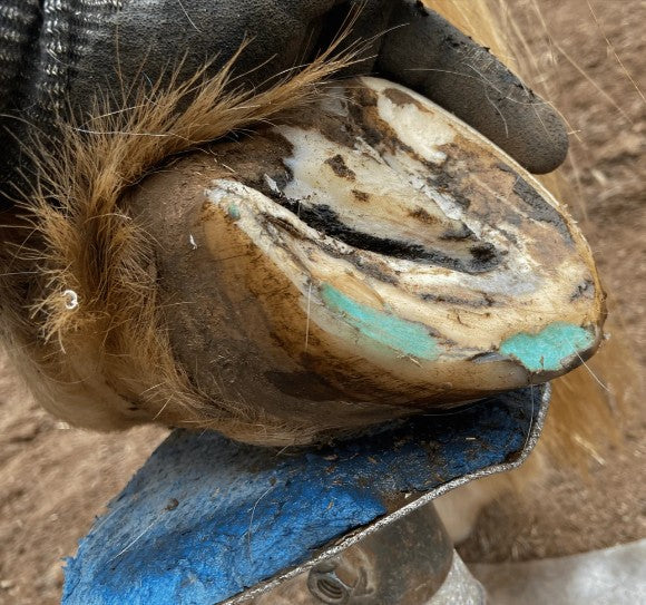 Beeswax Blue Balls - Hoof Wall Crevice Wax