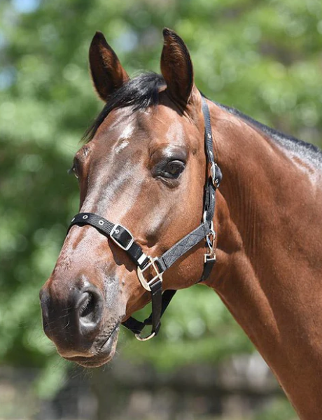 Eurohunter Essential Halter