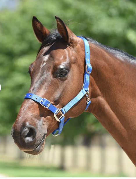 Eurohunter Essential Halter