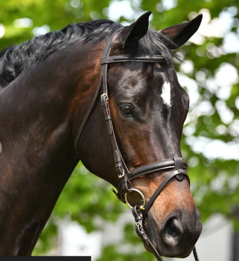 EH Eventing Snaffle