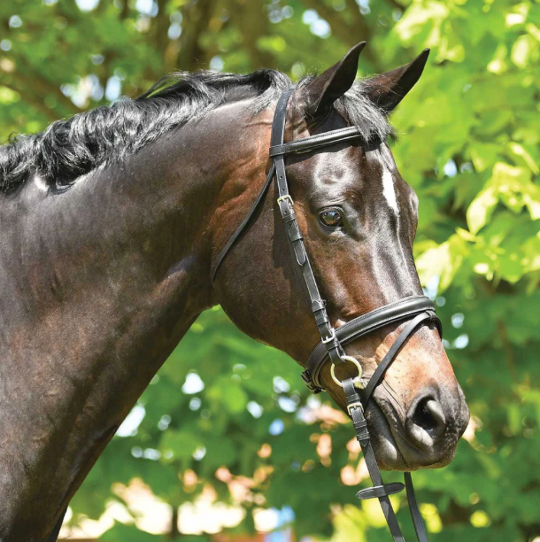 E/H Dressage Snaffle