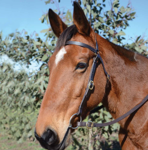 Eurohunter Barcoo Bridle