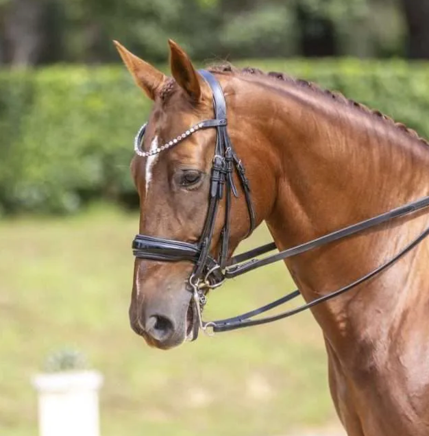 Belle Equestrian Dolly Browband