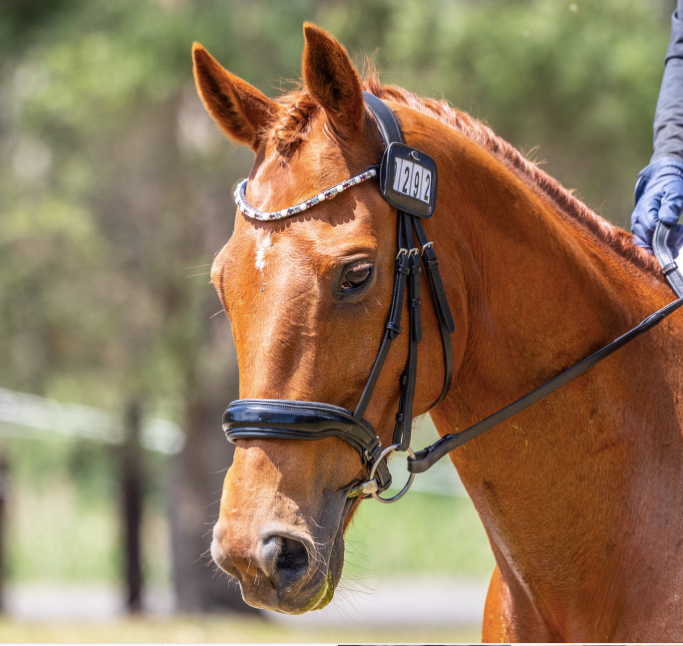 Belle Equestrian Charlotte Browband