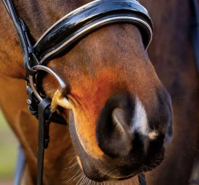 Belle Equestrian Countess Snaffle Bridle Cav