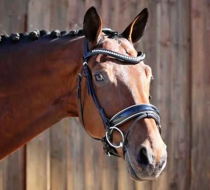 Belle Equestrian Countess Snaffle Bridle Cav