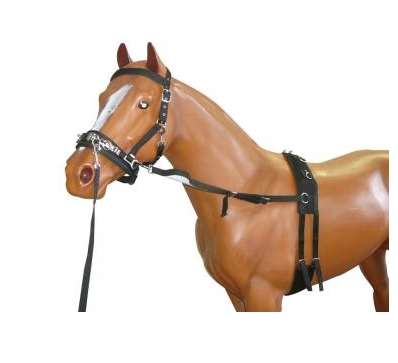 Status - Training Lunge Kit