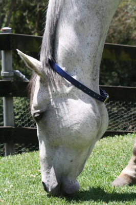 EquestPRO PVC Broodmare ID Collar