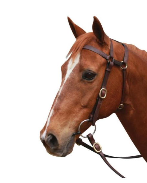 Extended Head Barcoo 3/4" Bridle