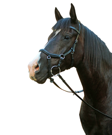 Eureka - Competition Bridle