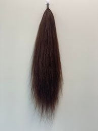Judges Choice - False Tail Chestnut