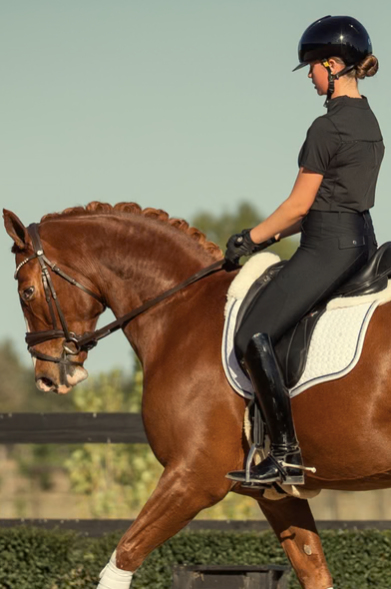 BARE Sculpt Hybrid Riding Breeches