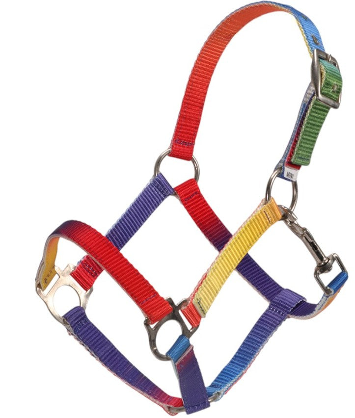 Rainbow Piccolo Halter Miniature Horse
