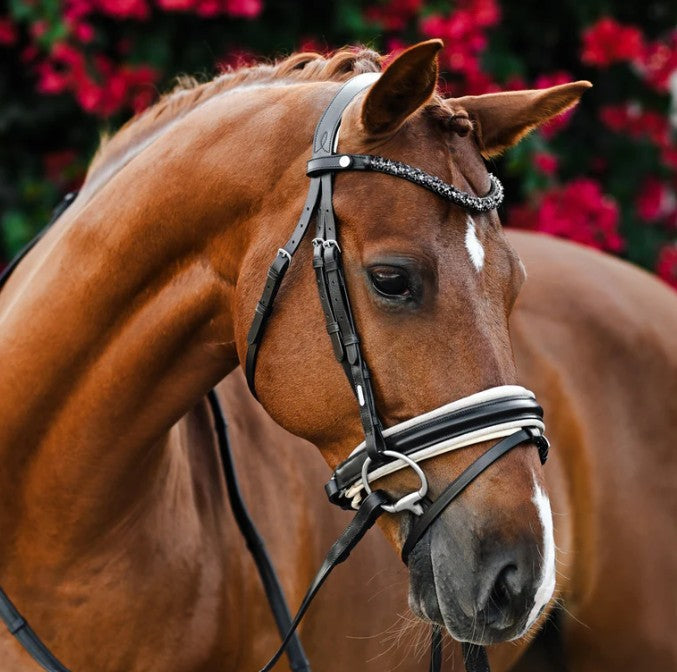 Lumiere - Sibella Bridle (hanoverian)