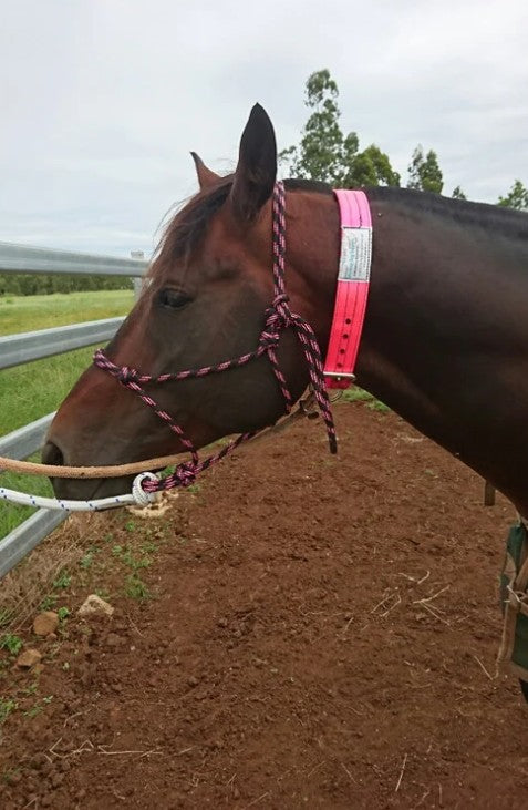 Stallion Collar
