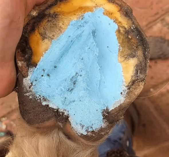 Hoof Paste Blue