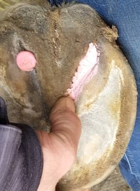 Beeswax Pink Balls - Frog & Hoof Crevice Wax