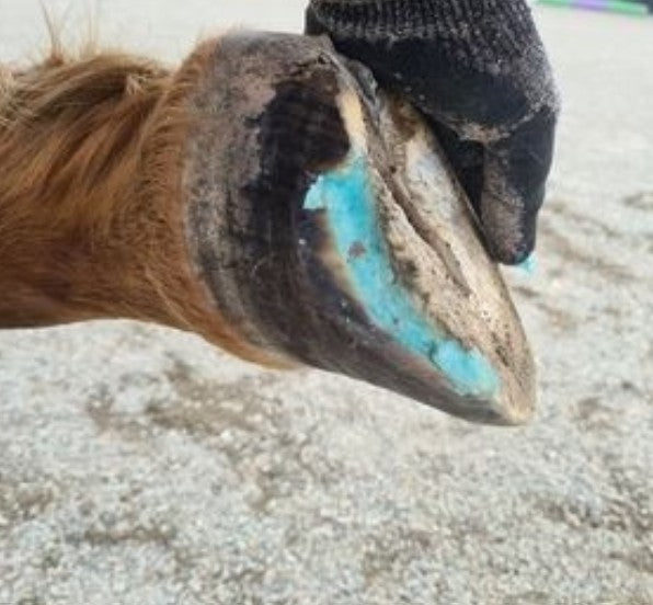 Beeswax Blue Balls - Hoof Wall Crevice Wax