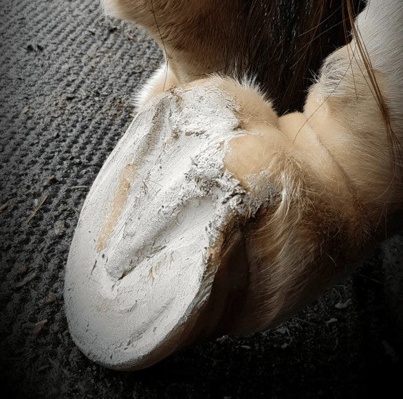 Hoof Pack for a "Smelly Crack"