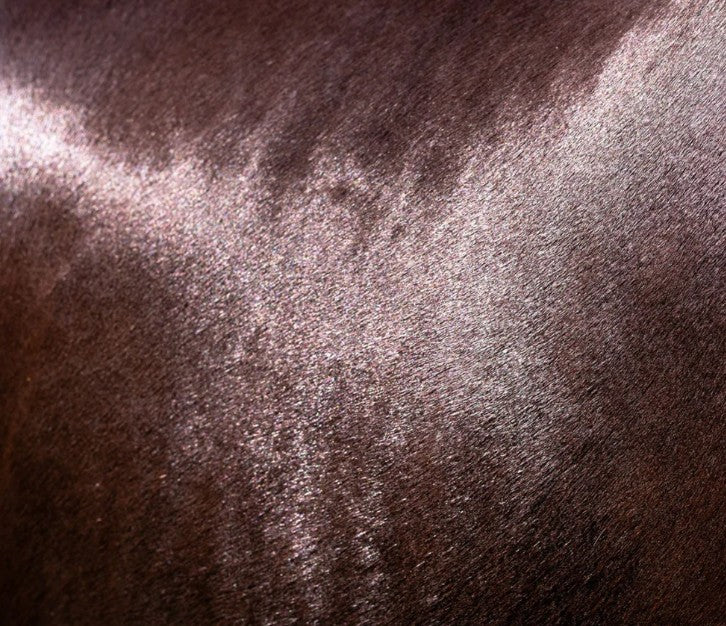 Natural Horse Shampoo