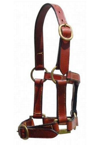 Halter Minature Havana