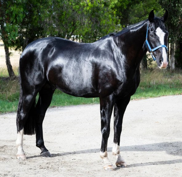 Hairy Pony - Essential Oil Coat Conditioner