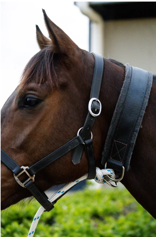 Tie Up Collar Web Felt