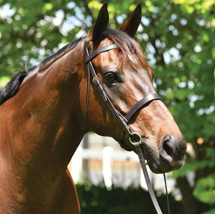 Grainge Elite Show Snaffle